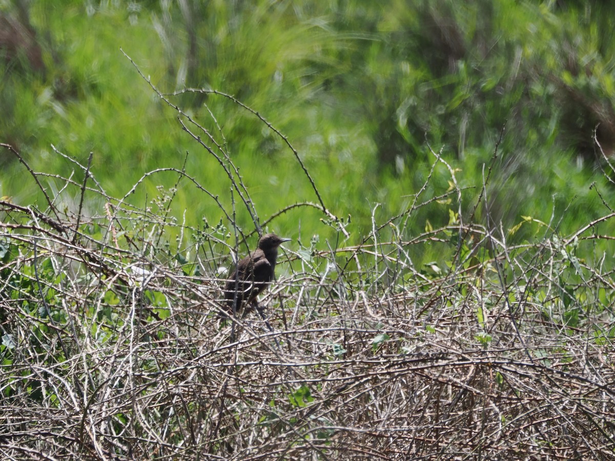 European/Spotless Starling - ML621913704