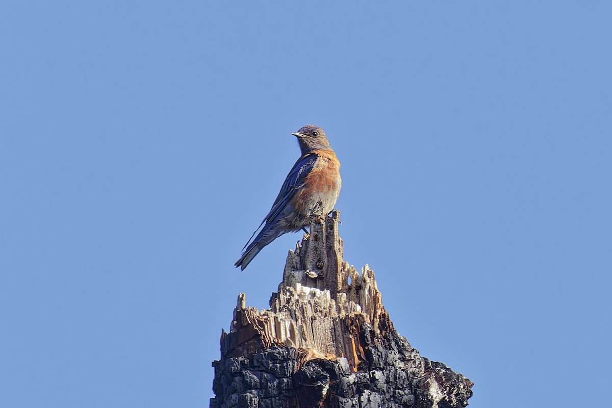 Western Bluebird - ML621913749