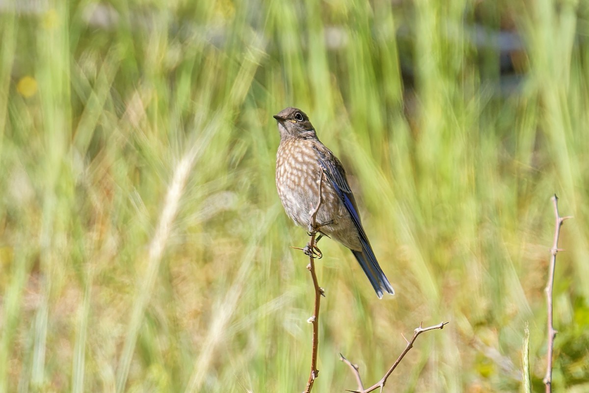 Western Bluebird - ML621913750