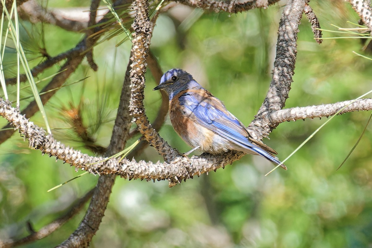 Western Bluebird - ML621913751