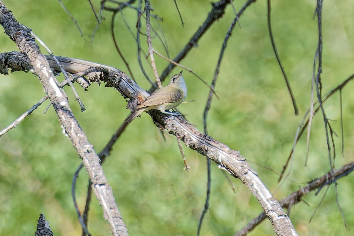 Warbling Vireo - ML621913759