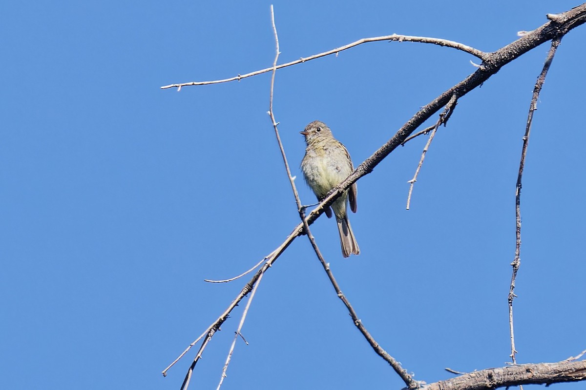 Dusky Flycatcher - ML621913768