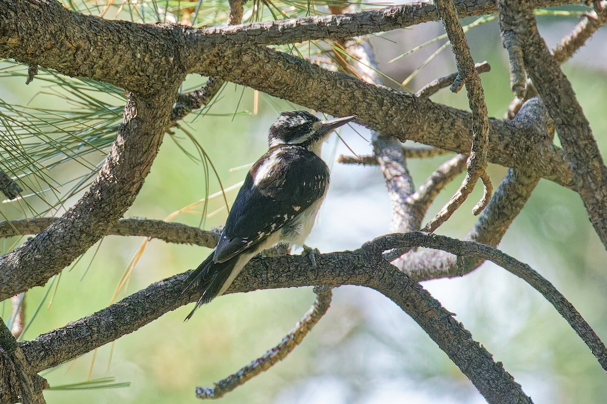 Hairy Woodpecker - ML621913774