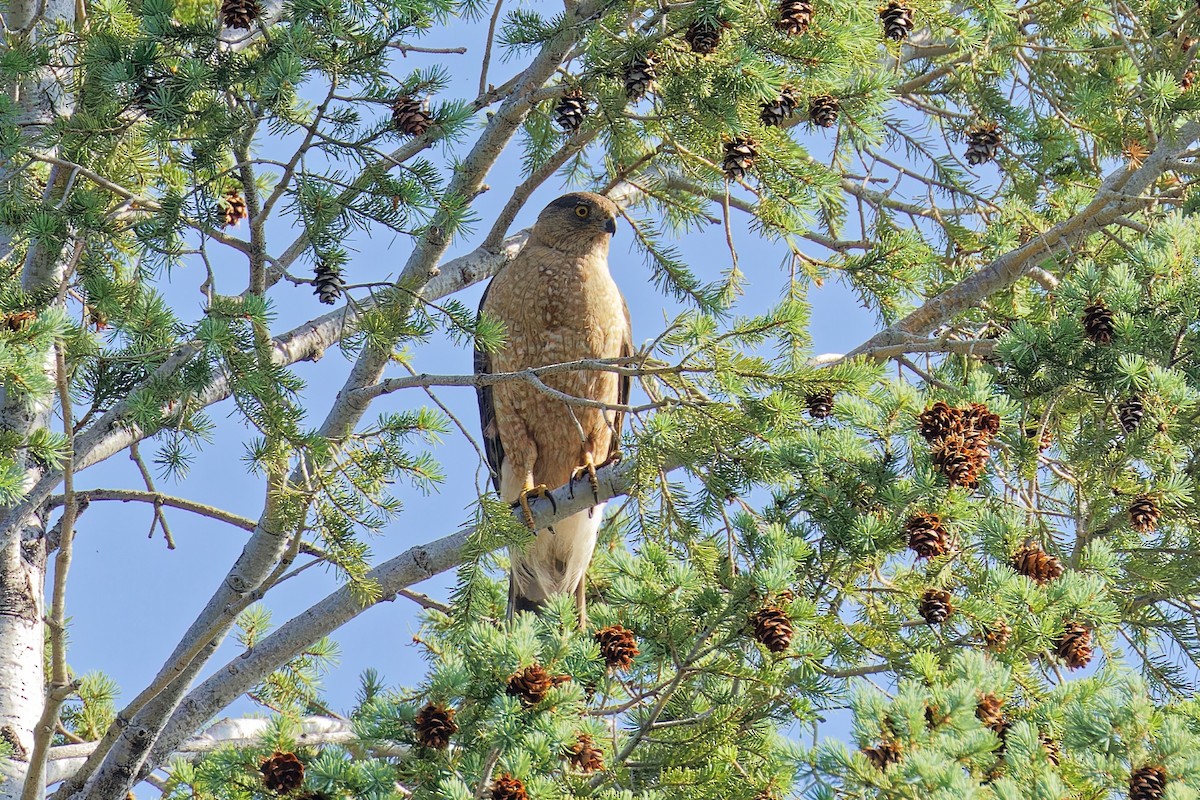 Cooper's Hawk - ML621913778