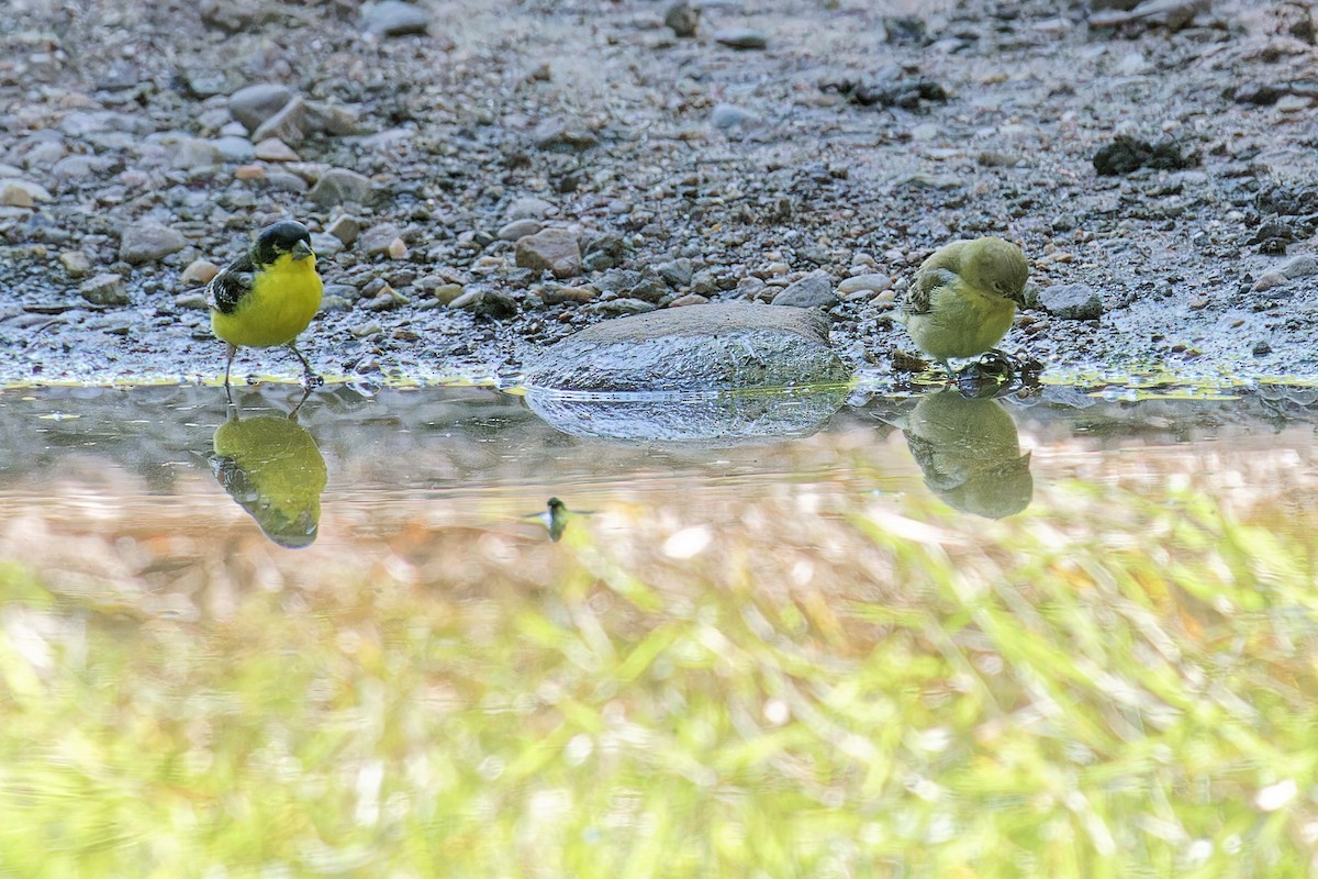 Lesser Goldfinch - ML621913783