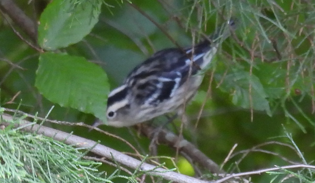 Black-and-white Warbler - ML621913809