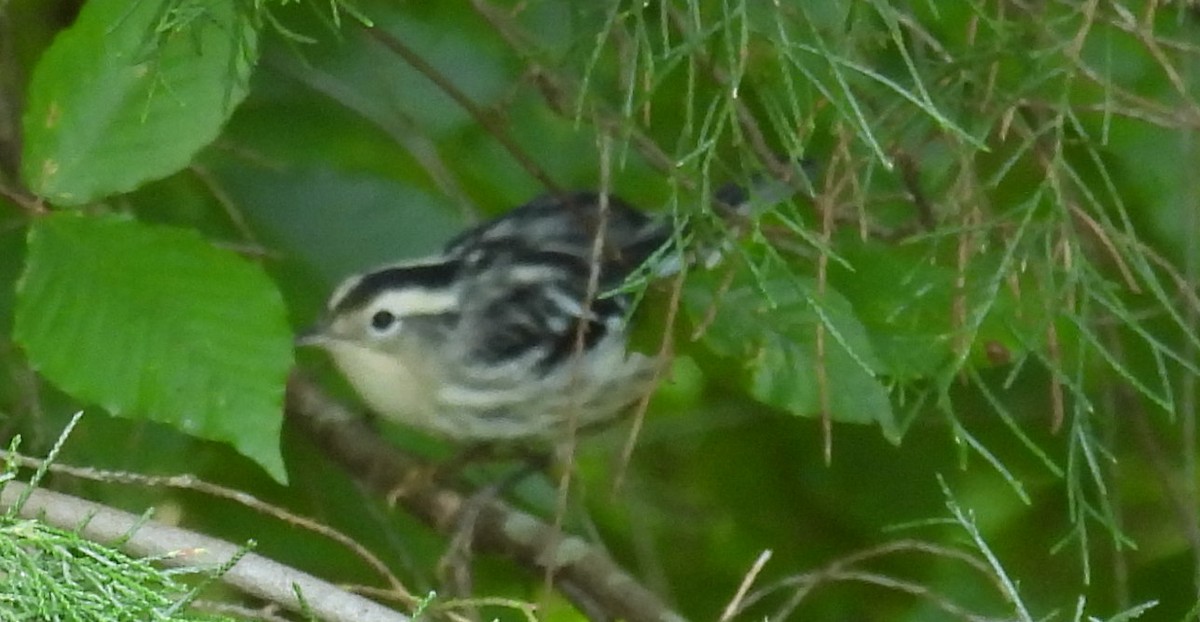 Black-and-white Warbler - ML621913810