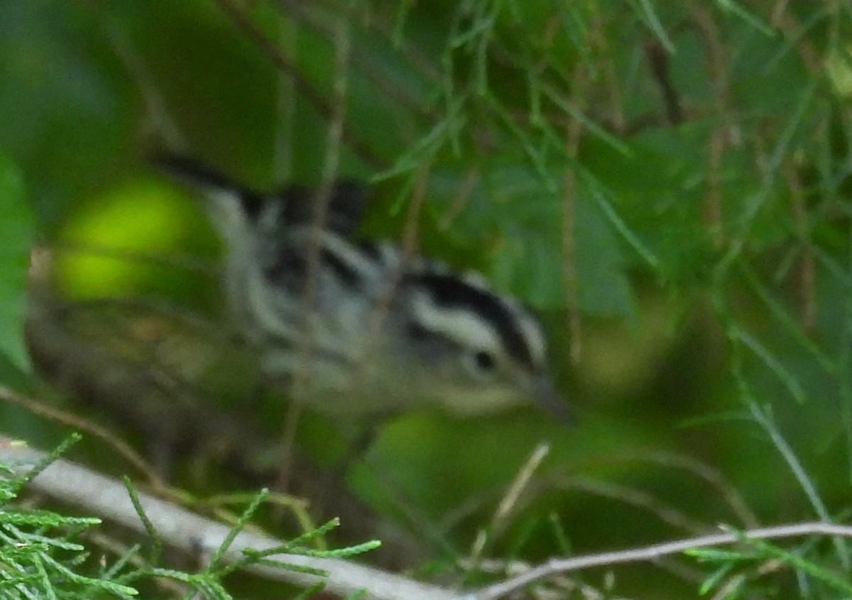 Black-and-white Warbler - Jeffrey Blalock