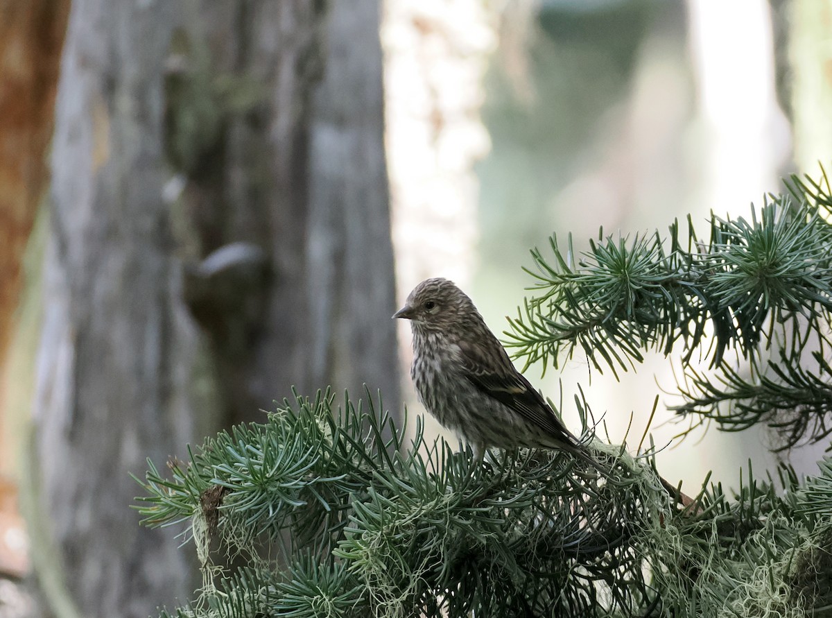 Pine Siskin - Roger Hoffman