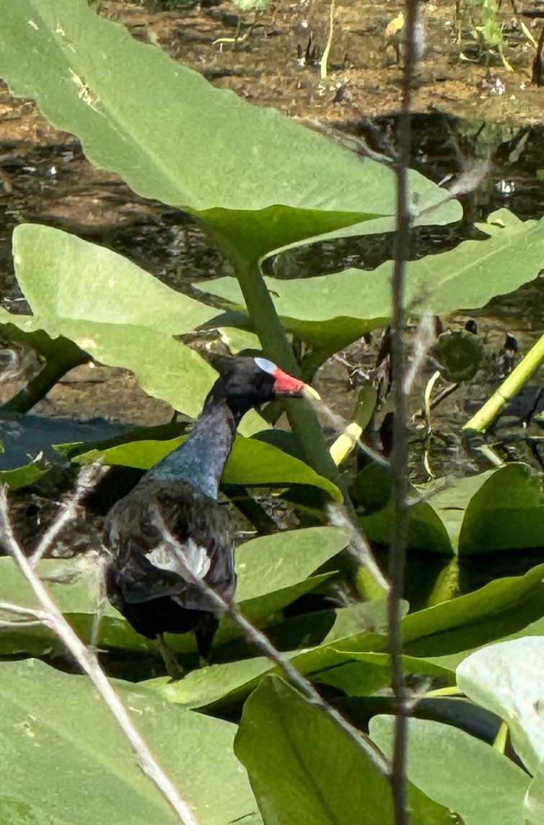 Purple Gallinule - Anonymous