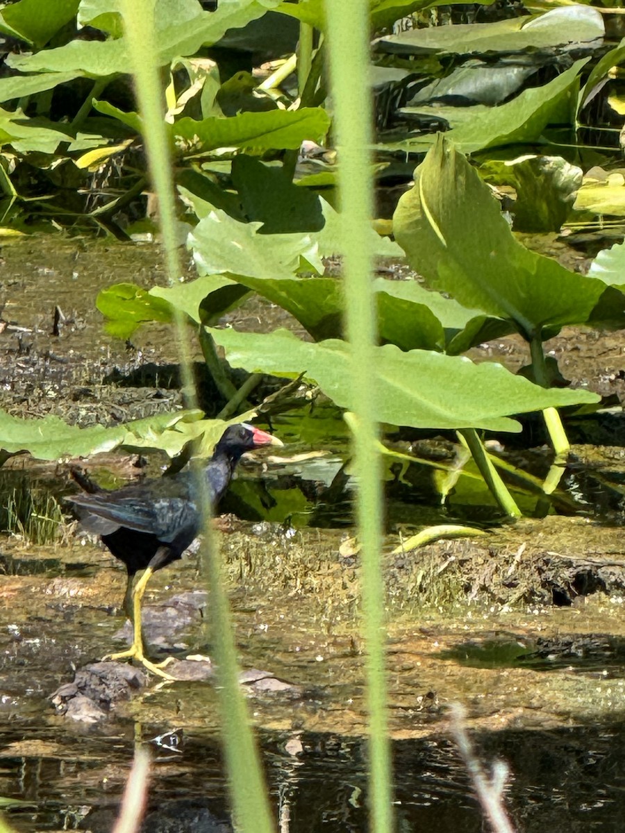 Purple Gallinule - ML621913901