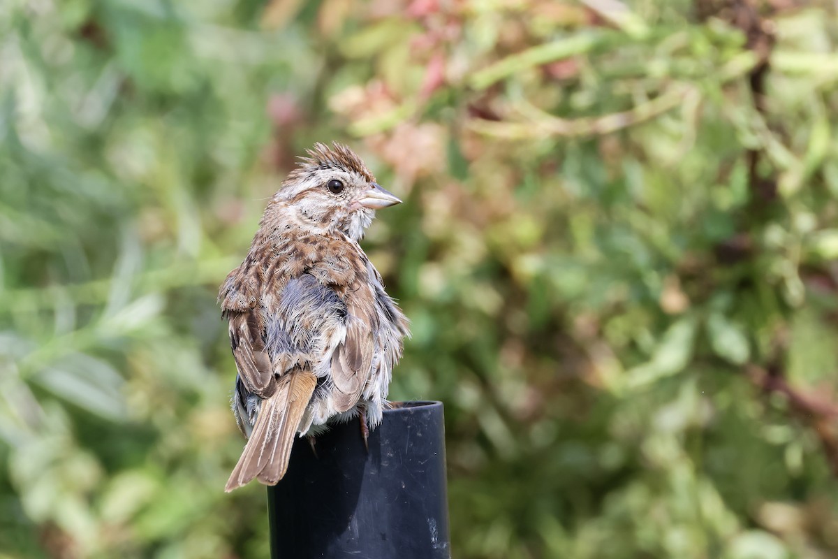 Song Sparrow - ML621913916