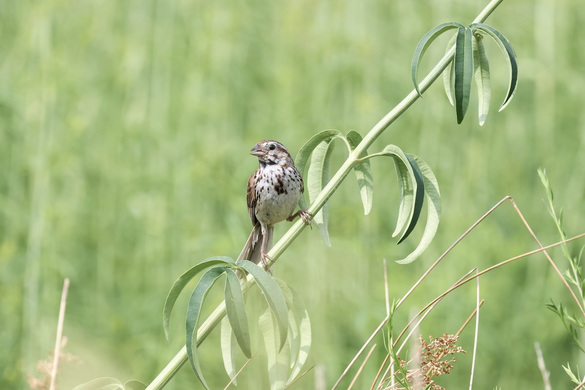 Song Sparrow - ML621913917