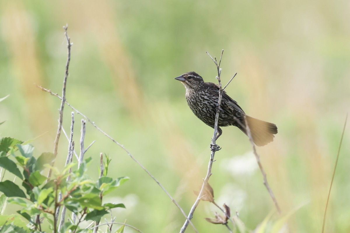 Red-winged Blackbird - ML621913929