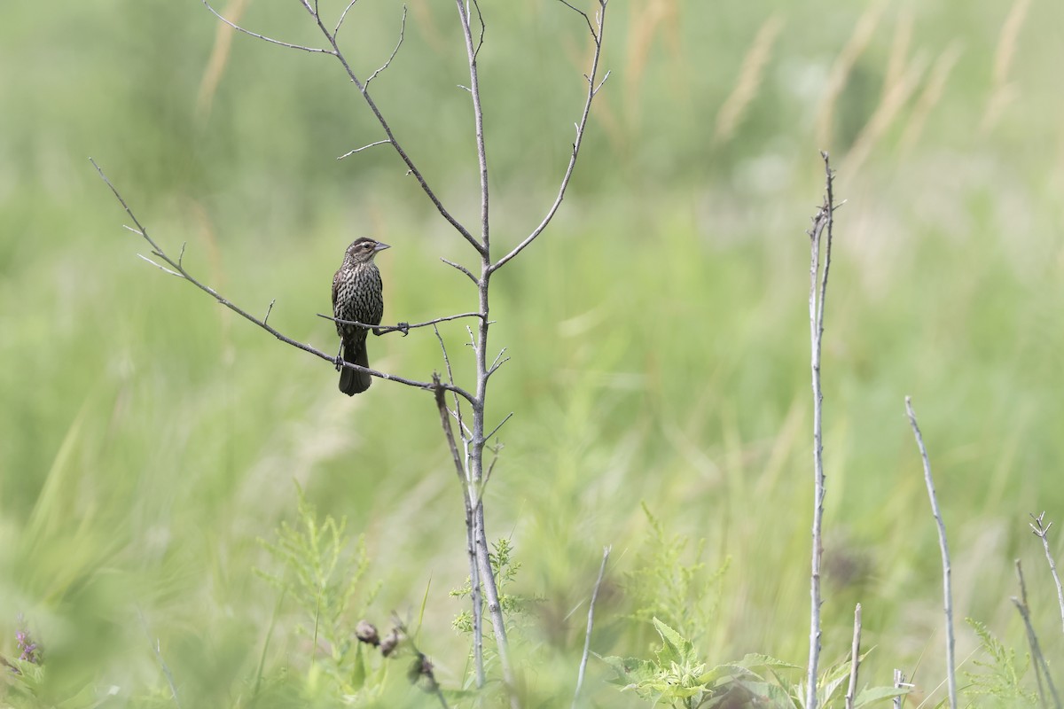 Red-winged Blackbird - ML621913930