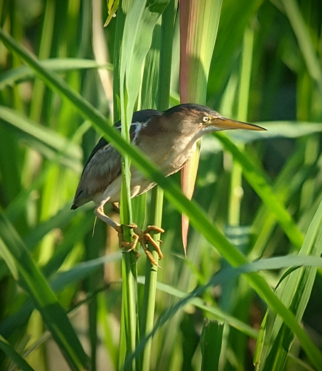 Least Bittern - ML621913983