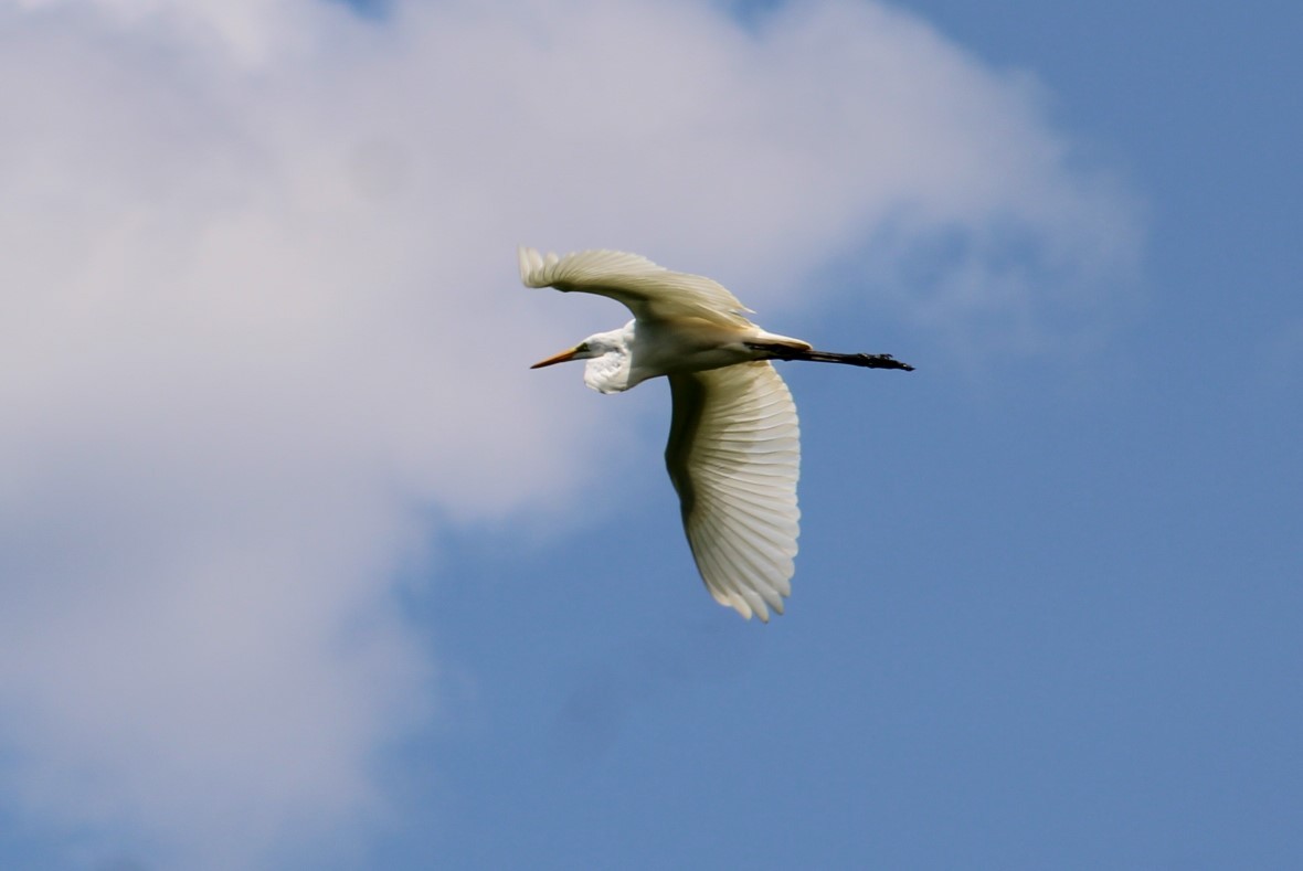 Great Egret - ML621914039