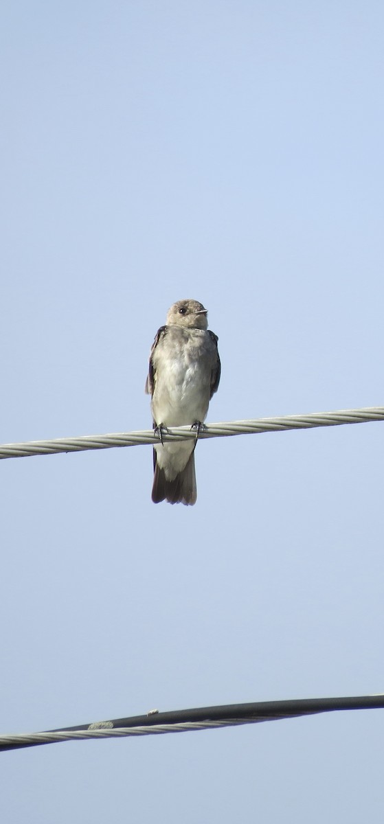 Northern Rough-winged Swallow - ML621914086