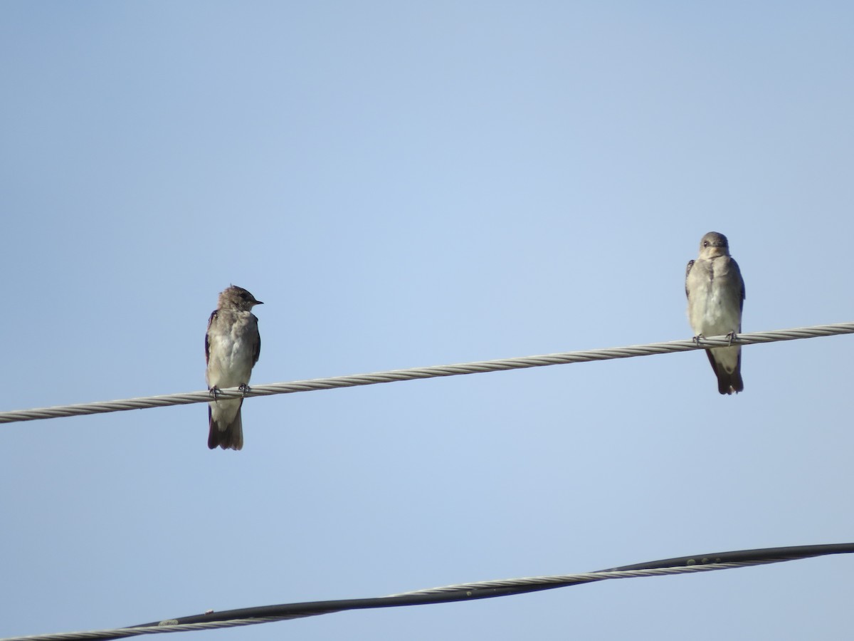 Northern Rough-winged Swallow - ML621914087