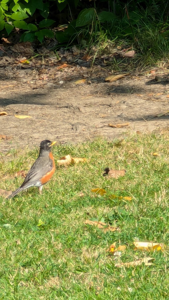 American Robin - ML621914146
