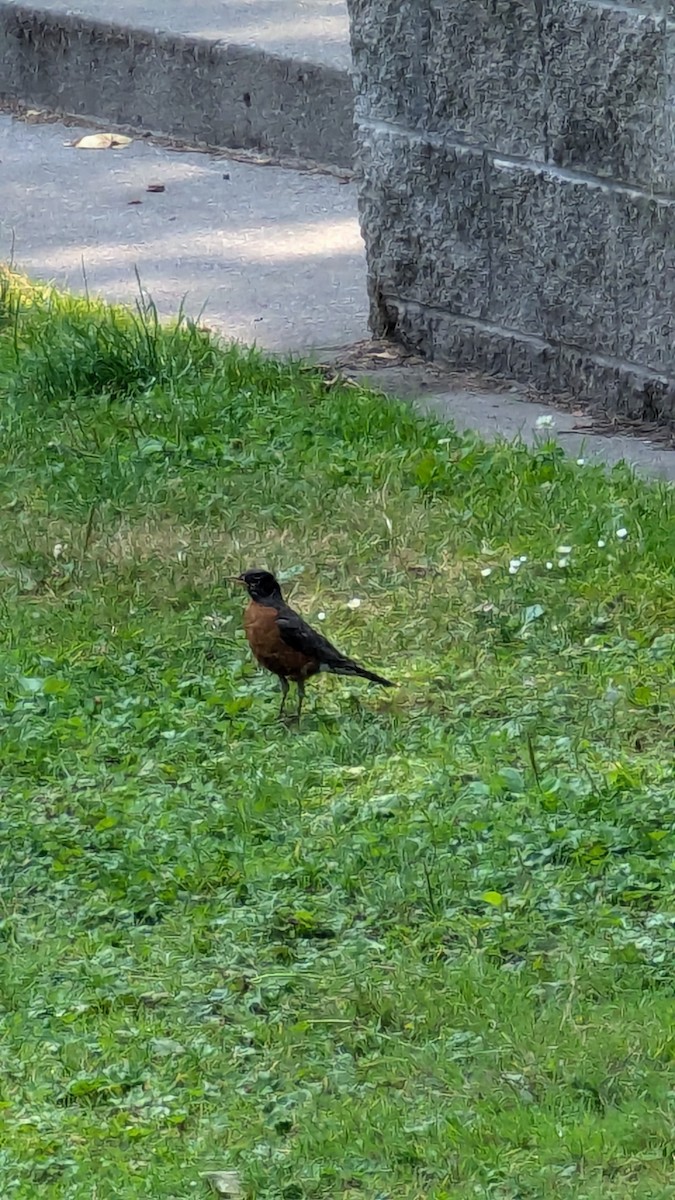 American Robin - ML621914151