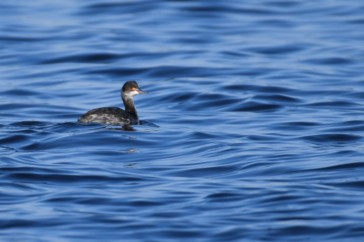 Eared Grebe - ML621914159