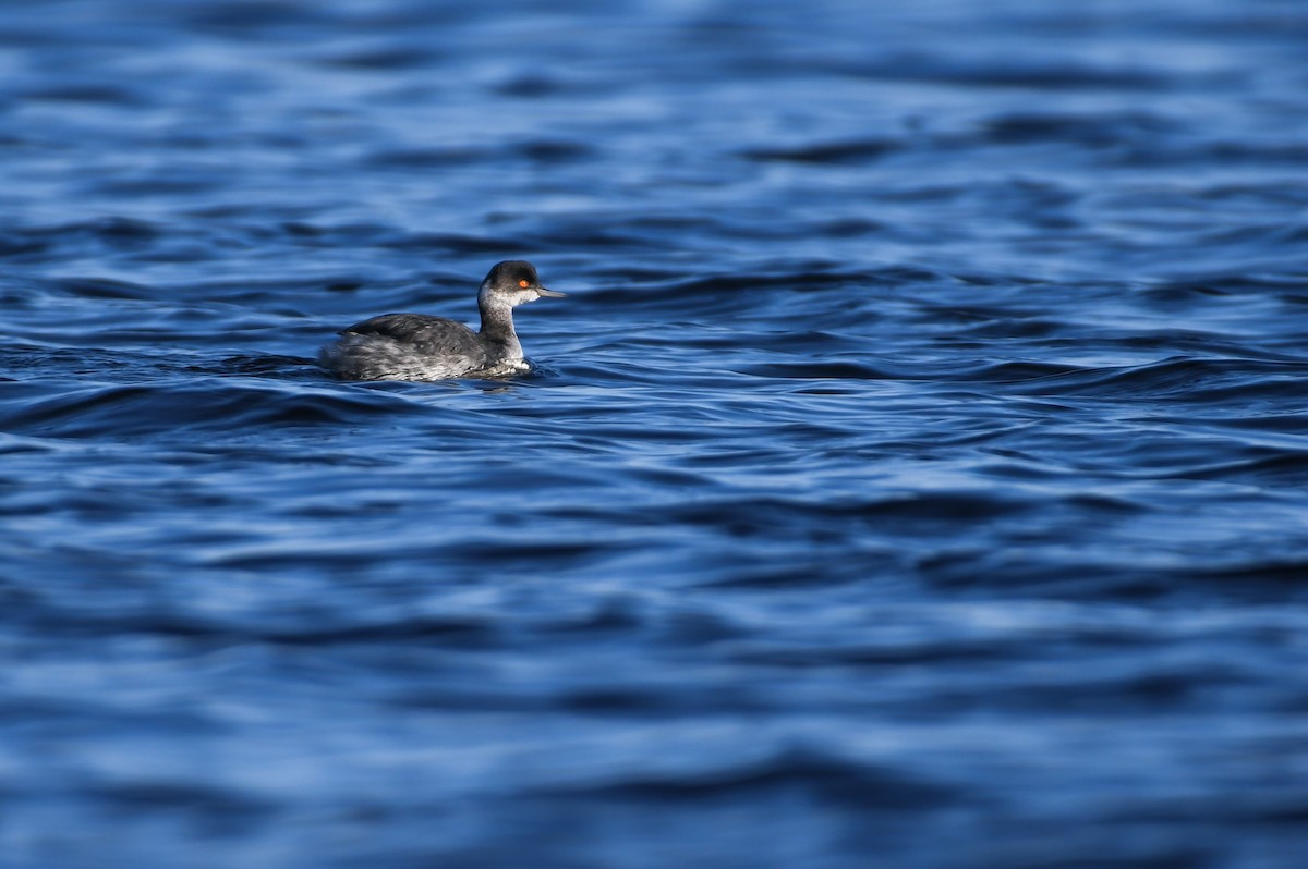 Eared Grebe - ML621914160