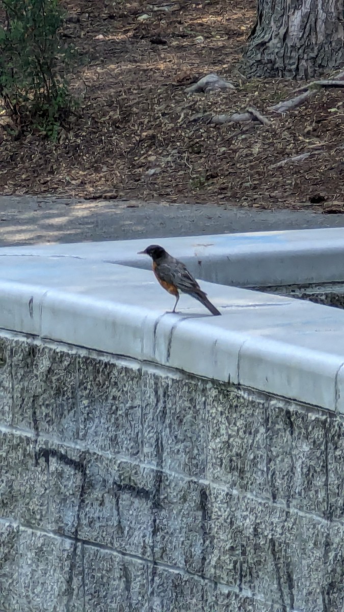American Robin - ML621914161