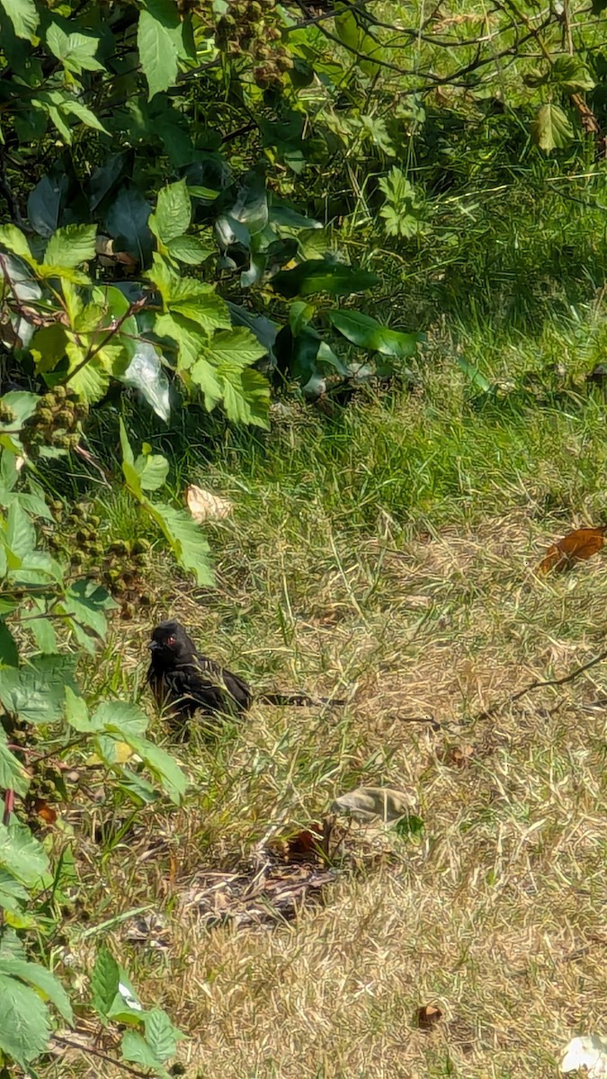 Spotted Towhee - ML621914195