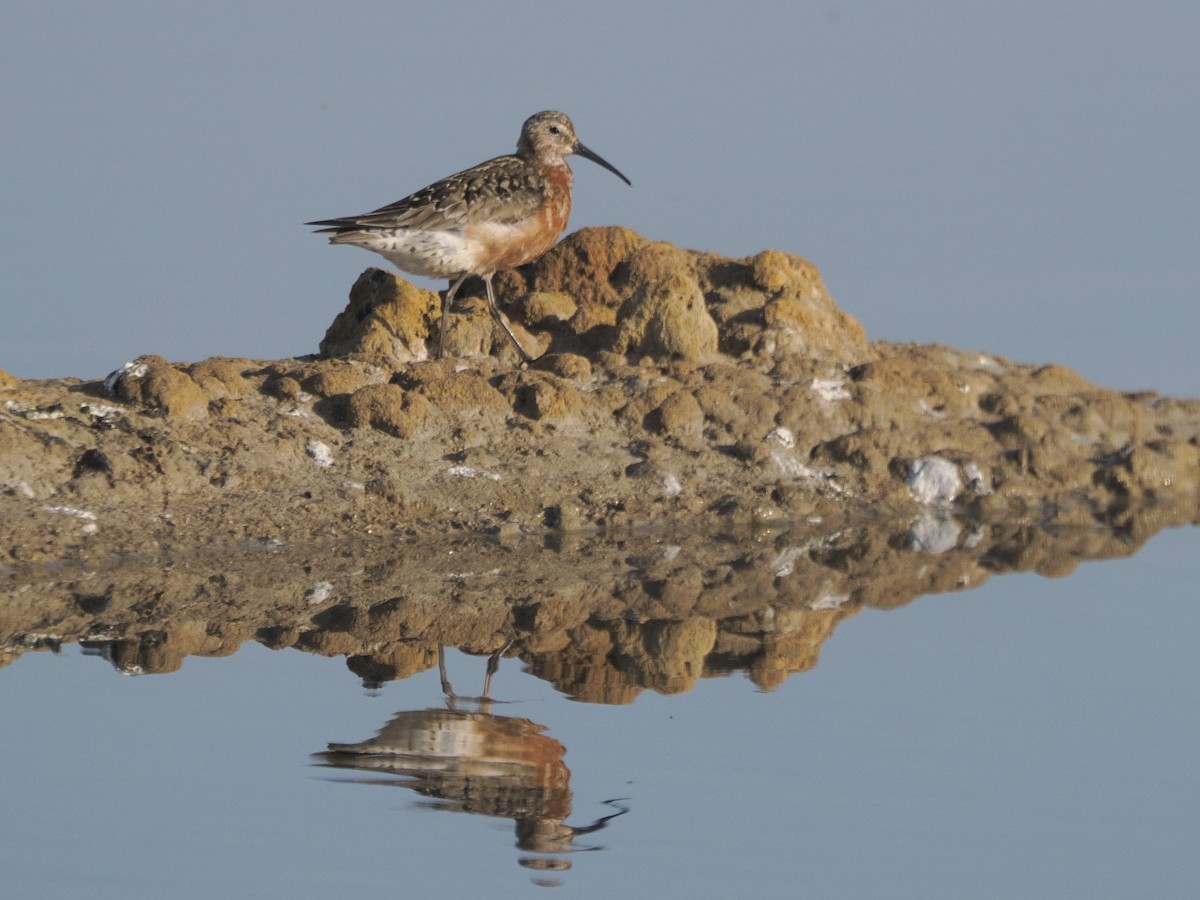 Curlew Sandpiper - ML621914245