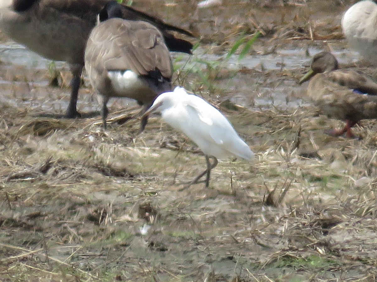 Western Cattle-Egret - ML621914270