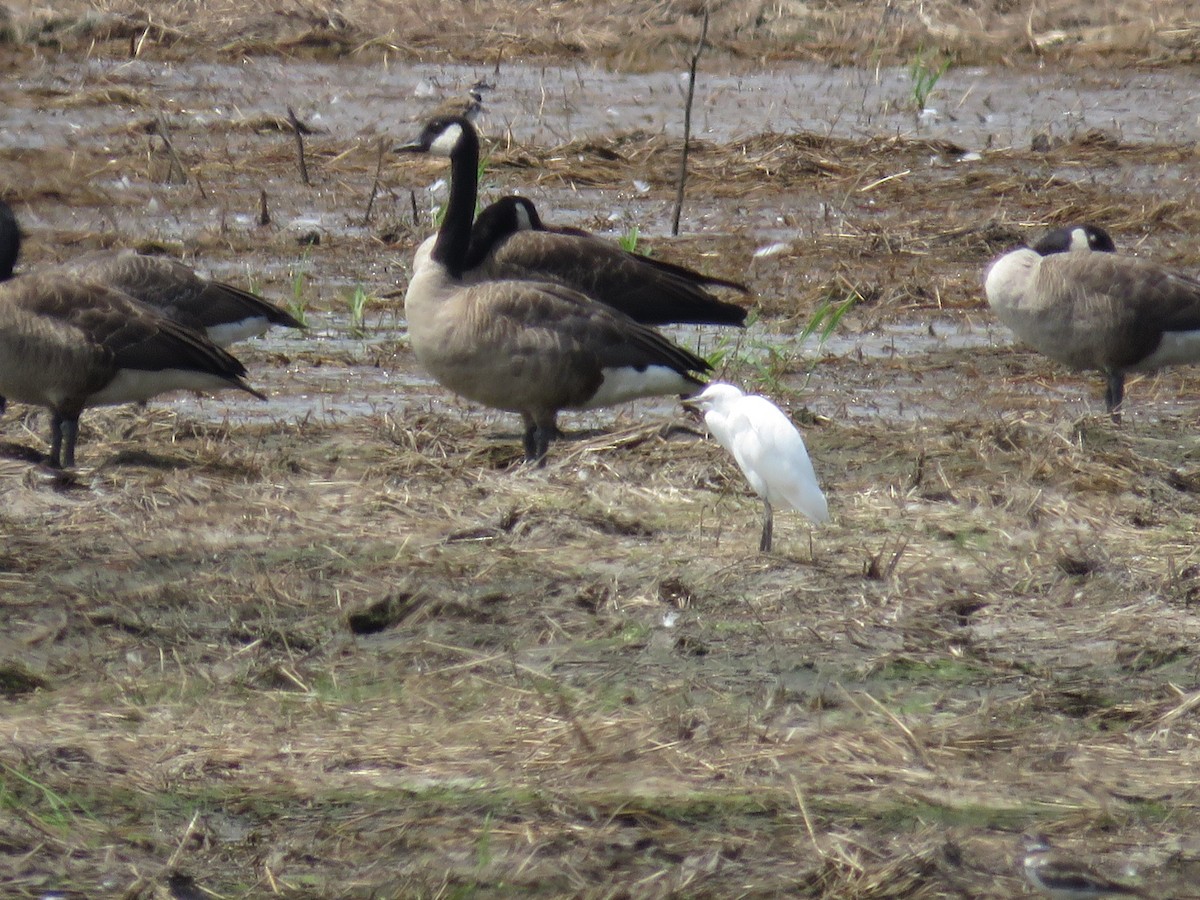 Western Cattle-Egret - ML621914271