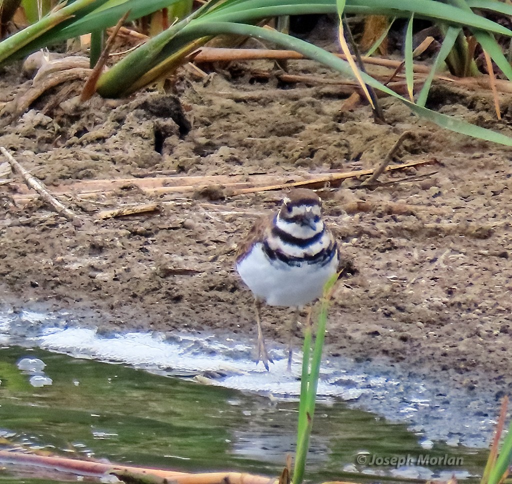 Killdeer - ML621914277