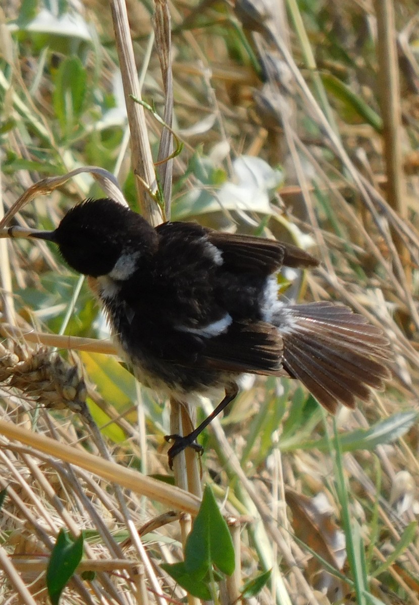 European Stonechat - ML621914379