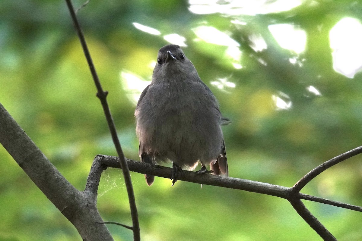 Gray Catbird - ML621914549