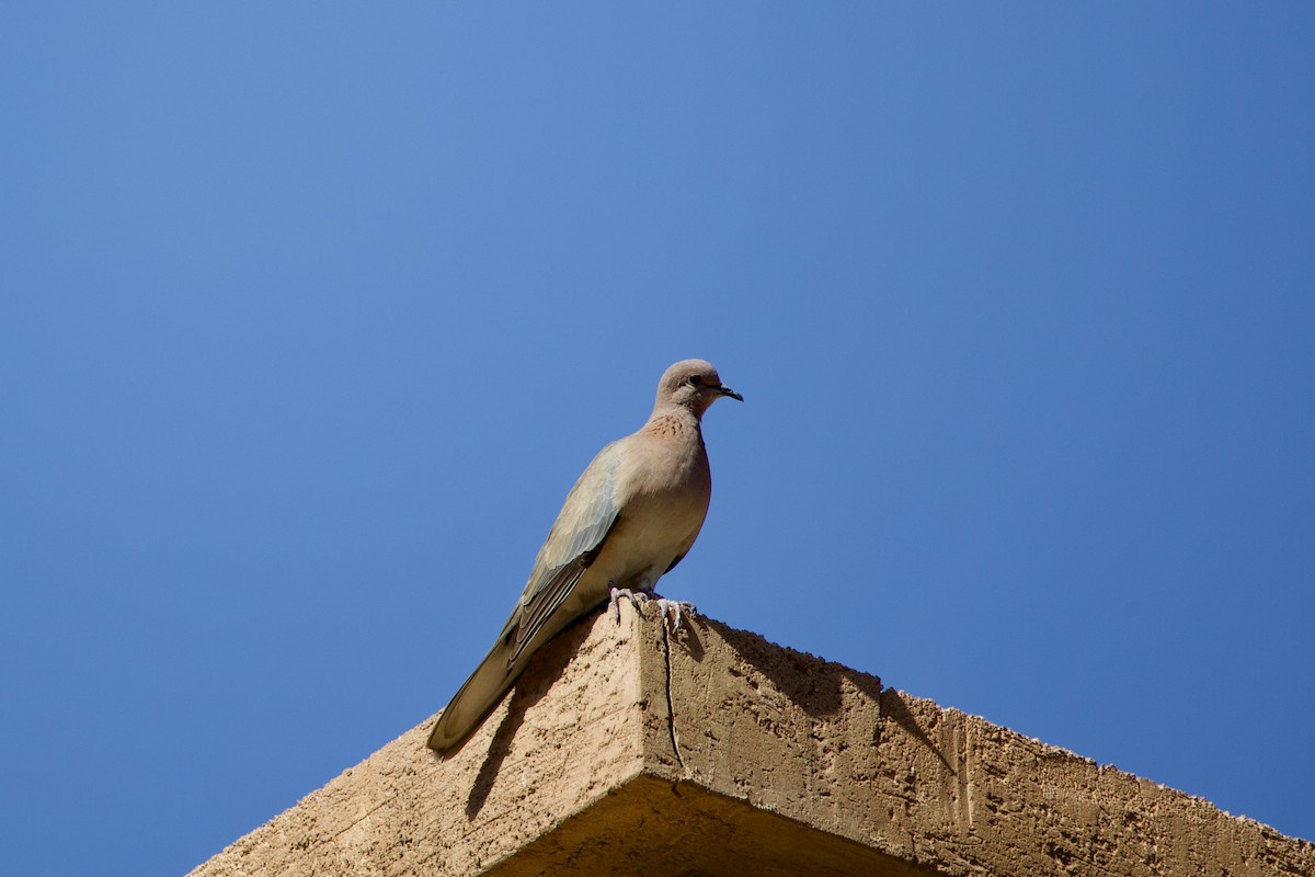 Laughing Dove - ML621914550