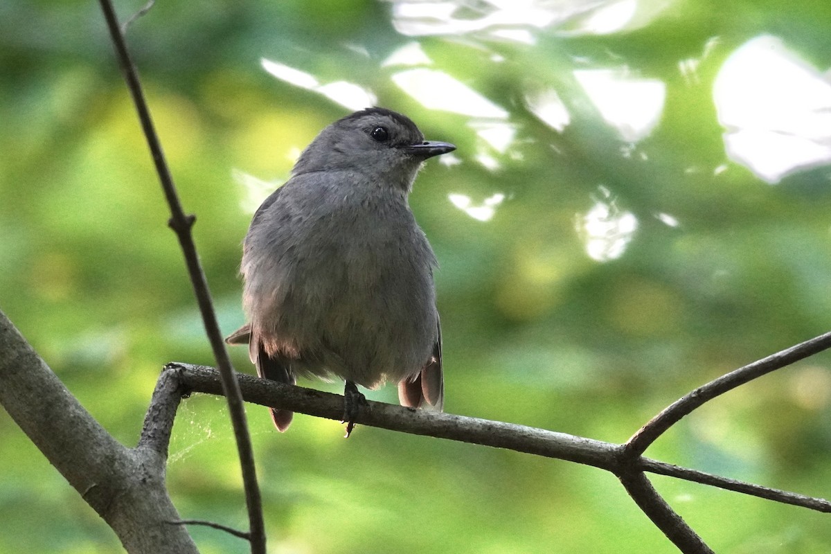 Gray Catbird - ML621914571