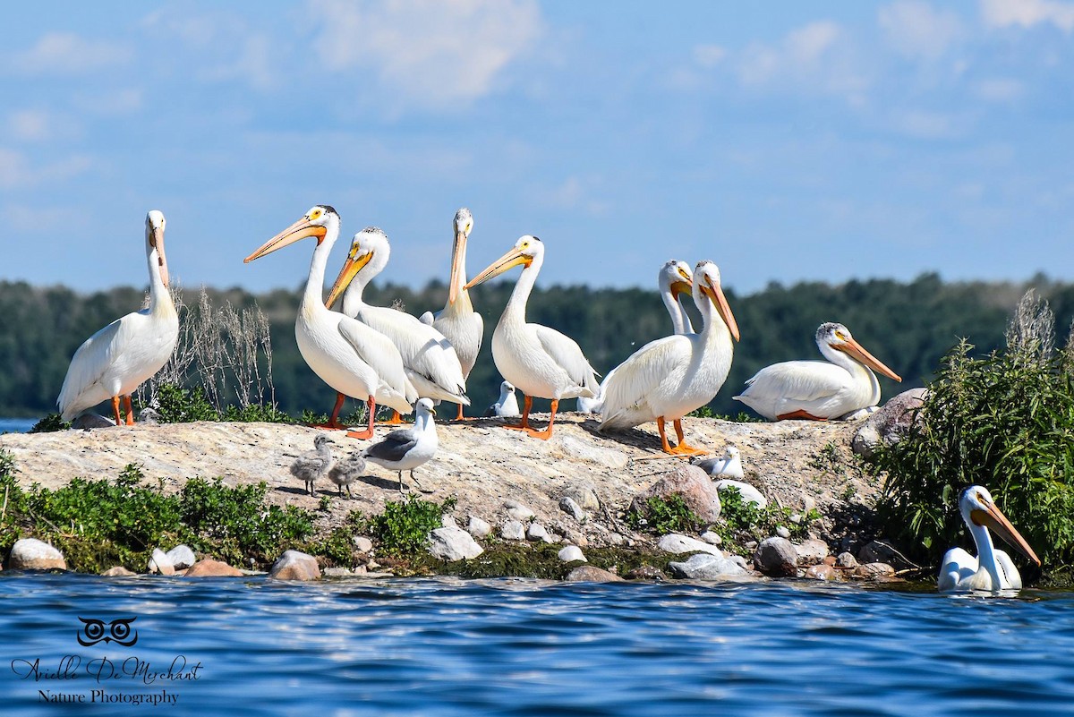 American White Pelican - ML62191461