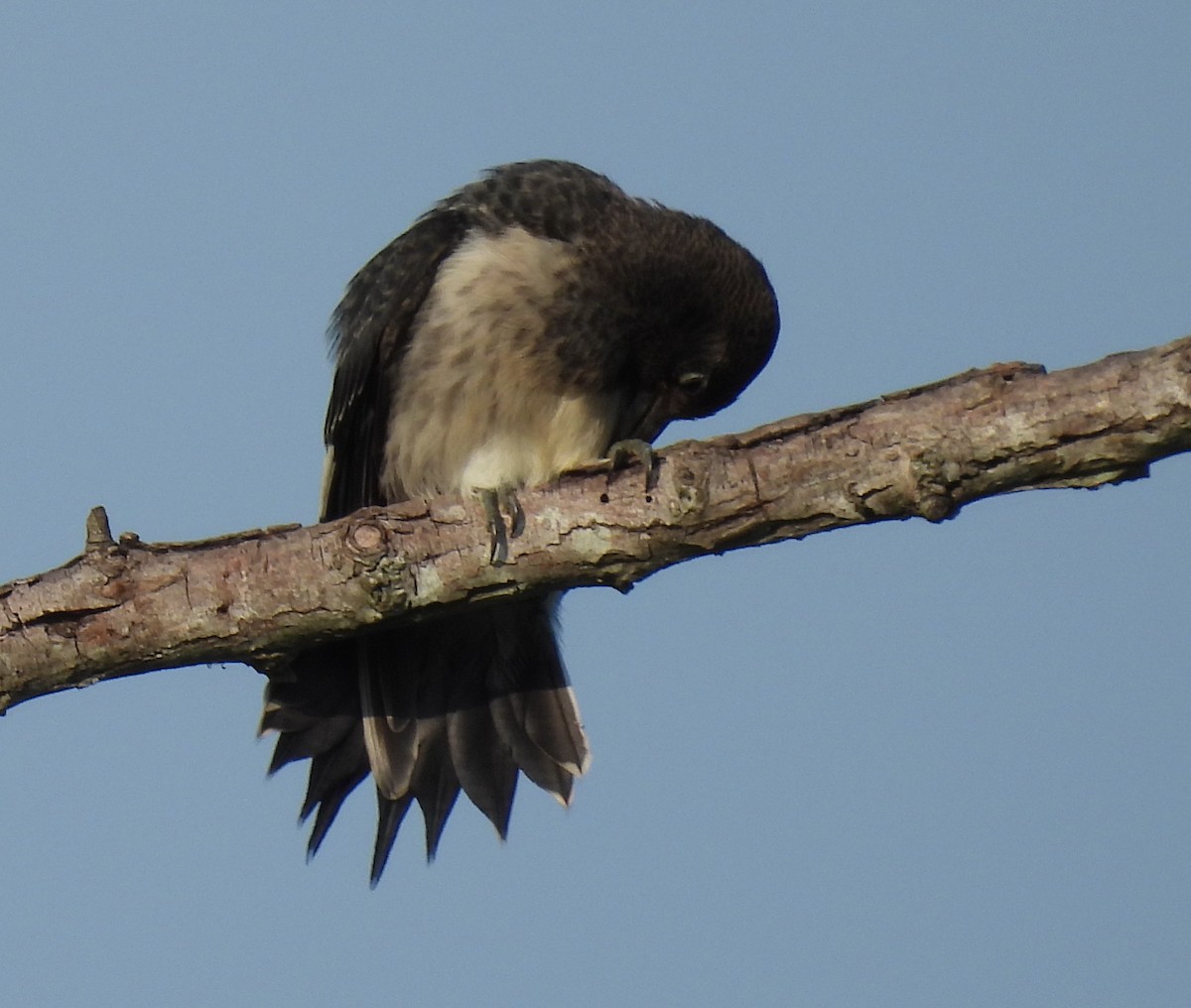 Red-headed Woodpecker - ML621914691