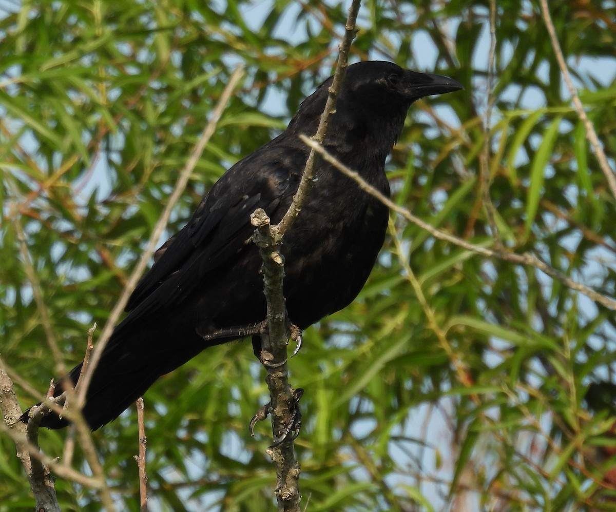 Fish Crow - ML621914706