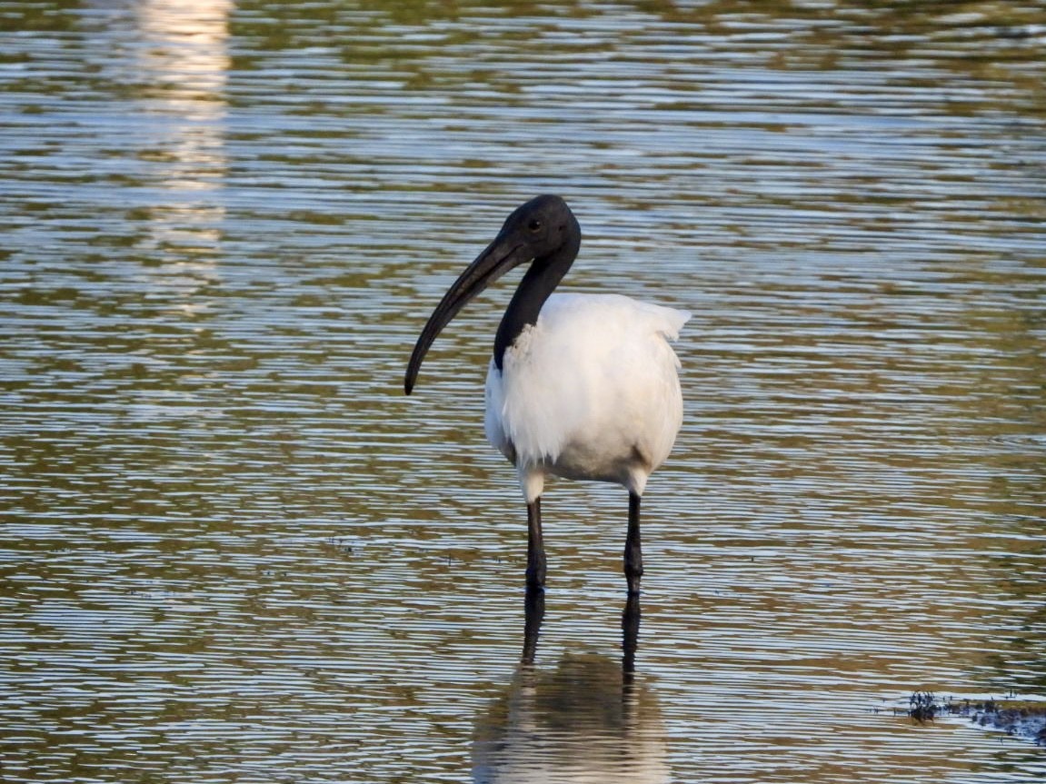 Ibis Oriental - ML621914795