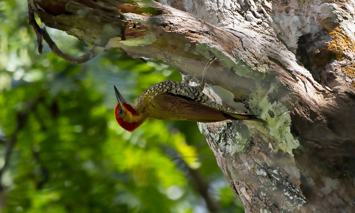 White-throated Woodpecker - ML621914901