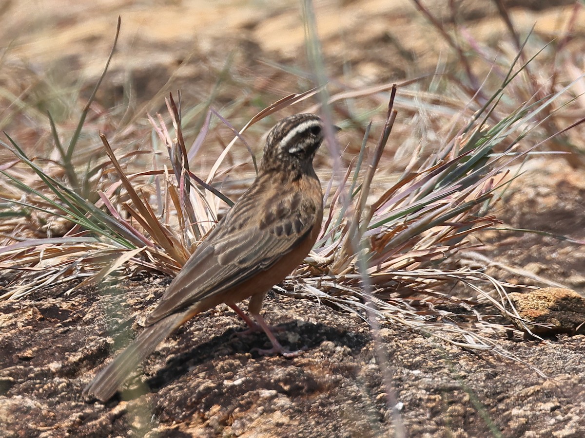 Cinnamon-breasted Bunting - ML621914912