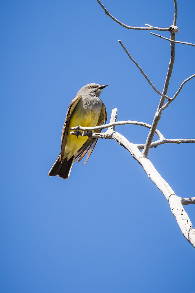 Western Kingbird - ML621914914