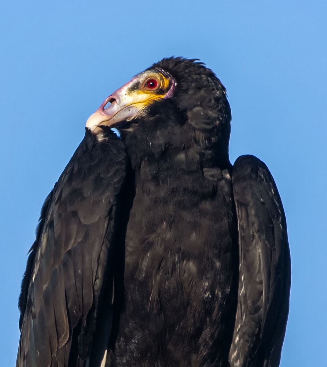 Lesser Yellow-headed Vulture - ML621914929