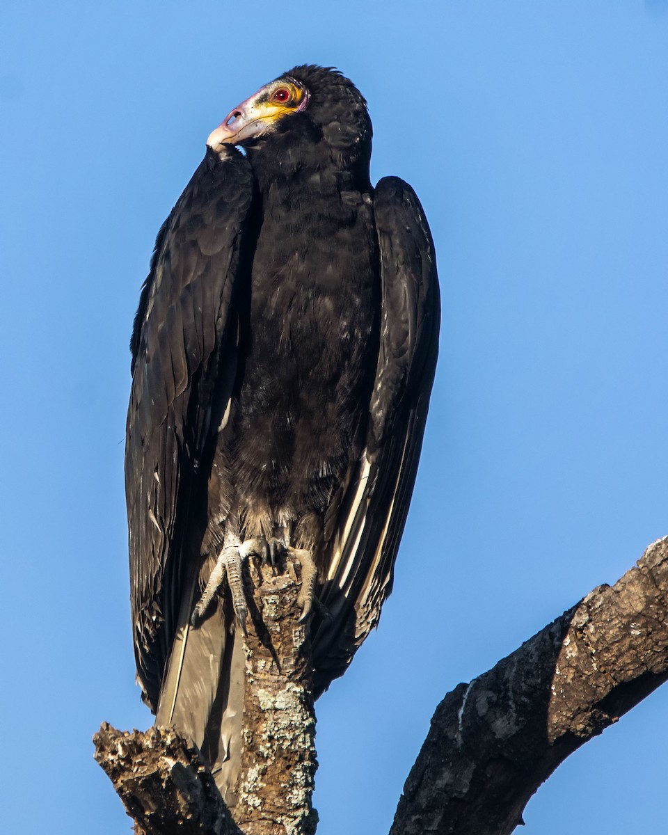 Lesser Yellow-headed Vulture - ML621914930