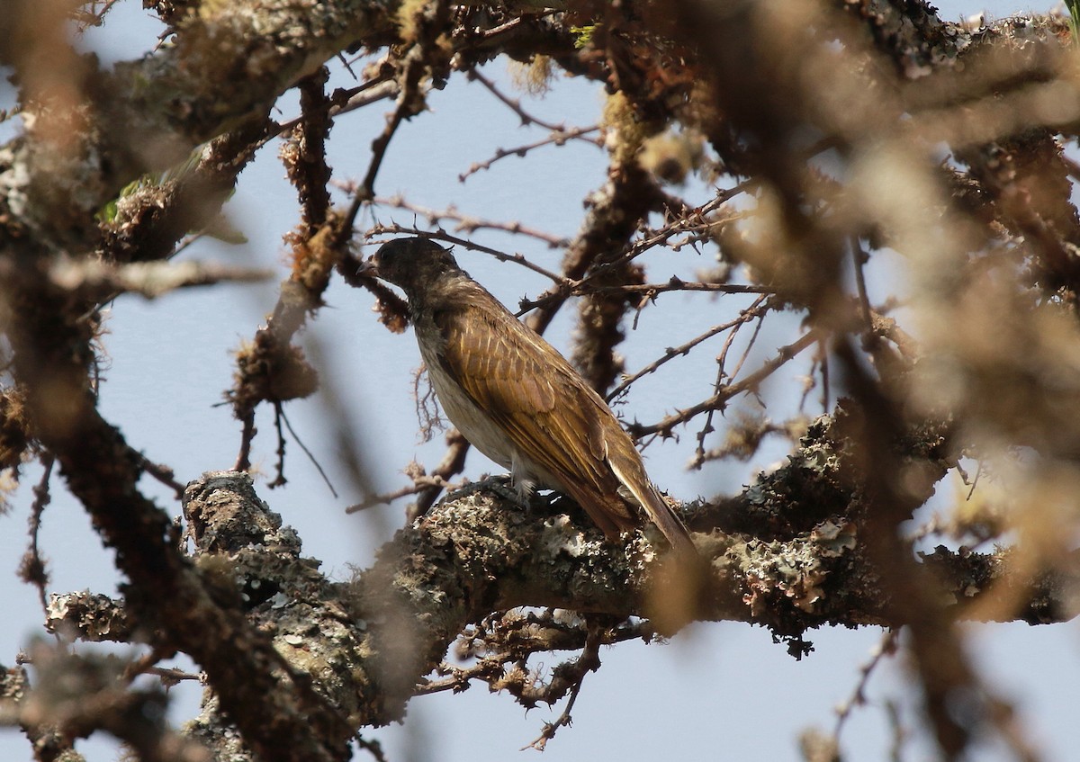 Scaly-throated Honeyguide - ML621915068