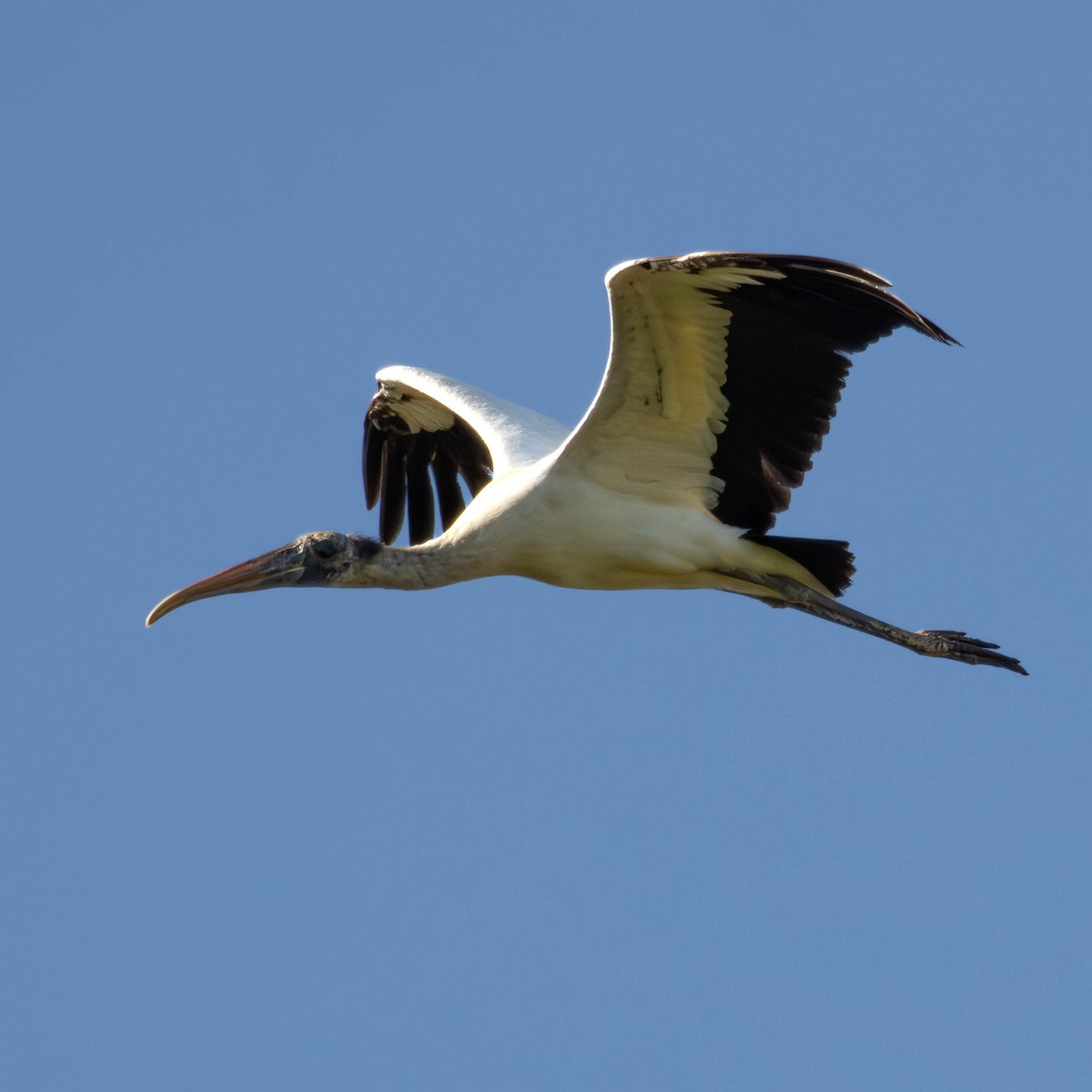 Wood Stork - ML621915075