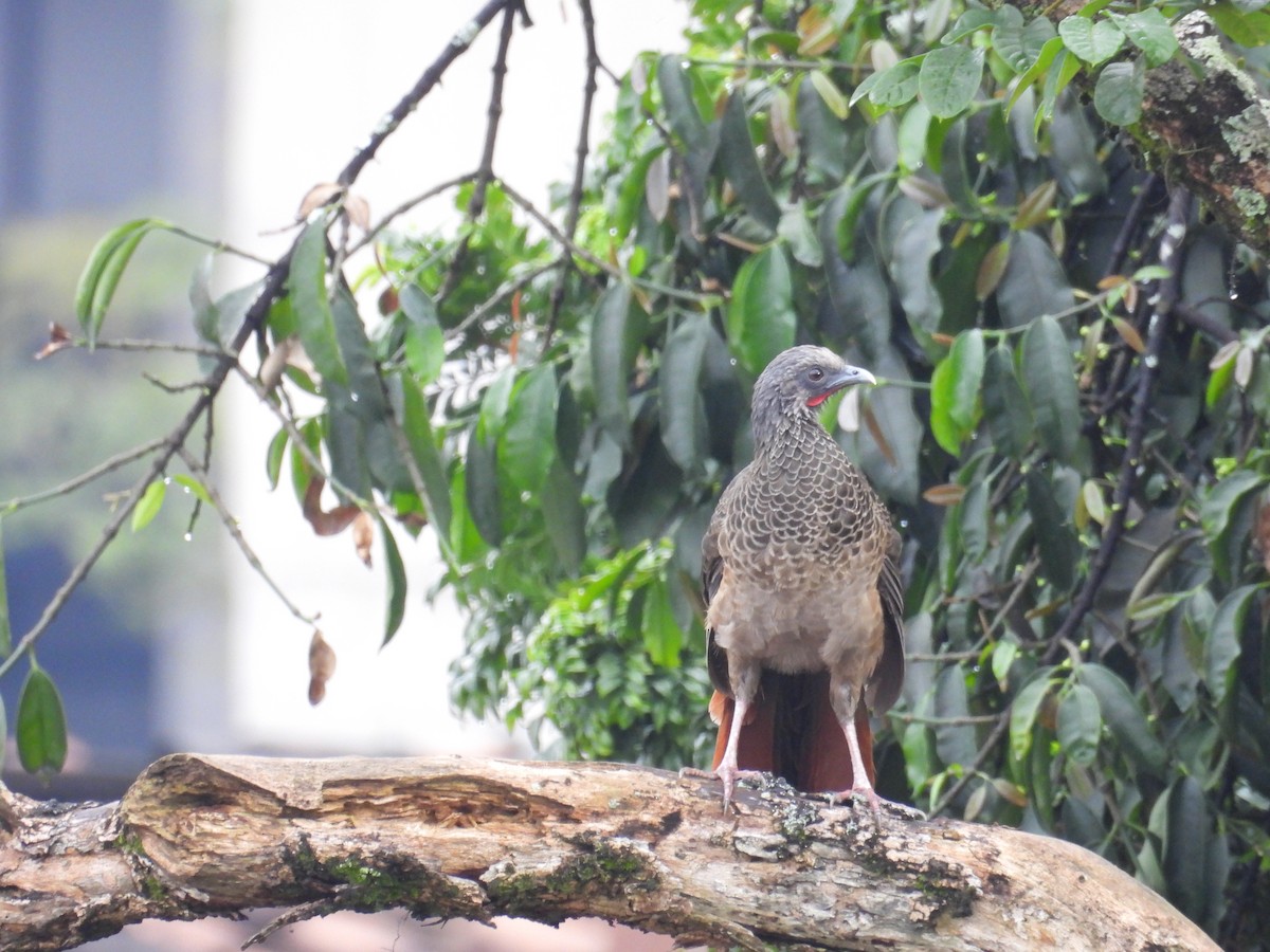 コロンビアヒメシャクケイ - ML621915168