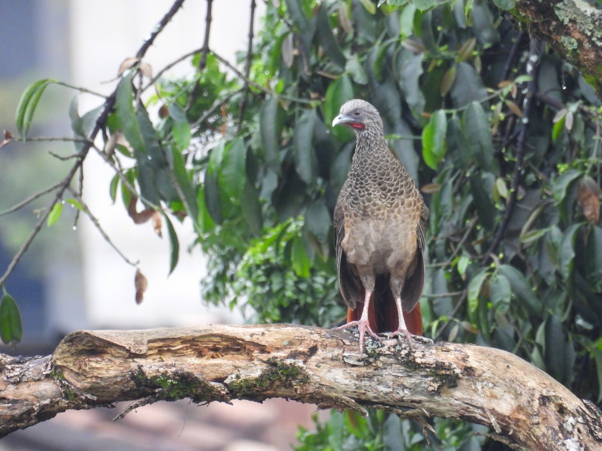 コロンビアヒメシャクケイ - ML621915170